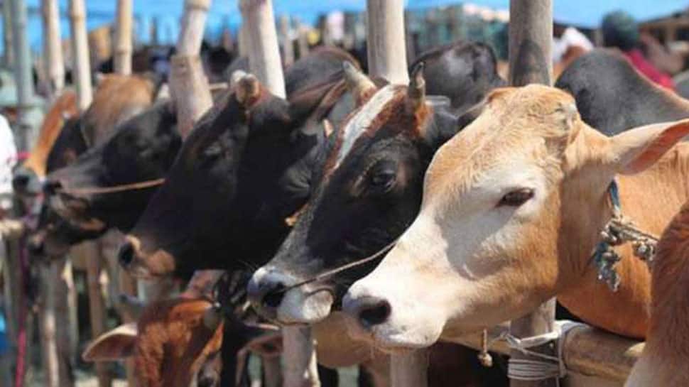 3 &#039;gaushala&#039; employees suspended over cow slaughter allegations in UP&#039;s Shahjahanpur
