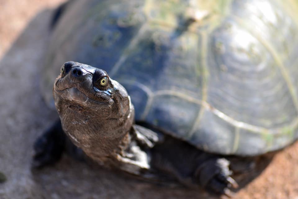 Goa government to promote turtle nesting sites on state&#039;s beaches