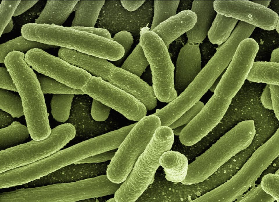 Cancer causing bacteria gains antibiotic resistance finds KMC Scientists