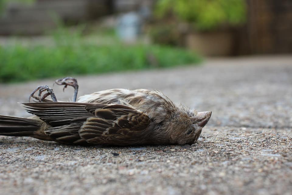 50 birds die of mysterious disease in Bihar
