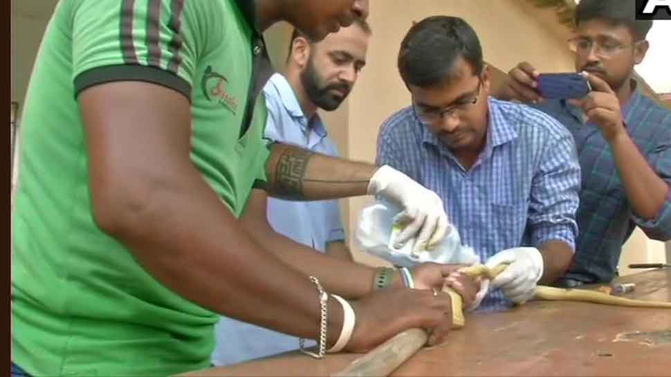 Experts remove rod pieces lodged inside cobra in Odisha