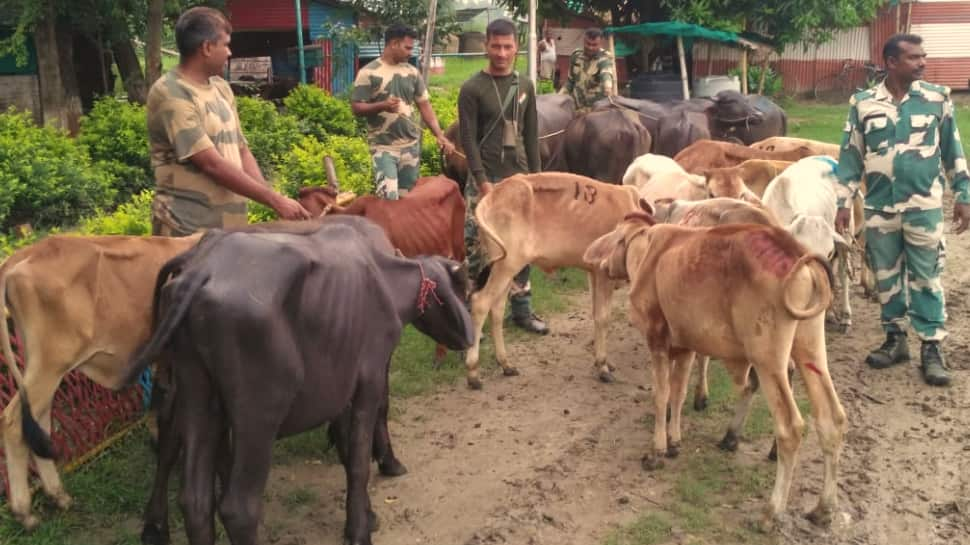 West Bengal: BSF thwarts smuggling bid, seizes 96 cattle worth over Rs 6 lakh