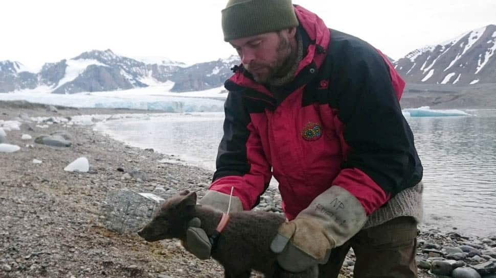 Young Arctic Fox stuns researchers by setting record in walking from Norway to Canada