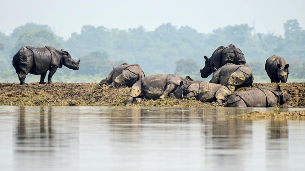 80% Kaziranga National Park submerged, Assam floods death toll rises to 37