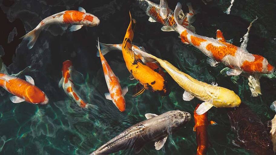 J&K produces 20,000 tonnes of fish annually | -Environment News | Zee News