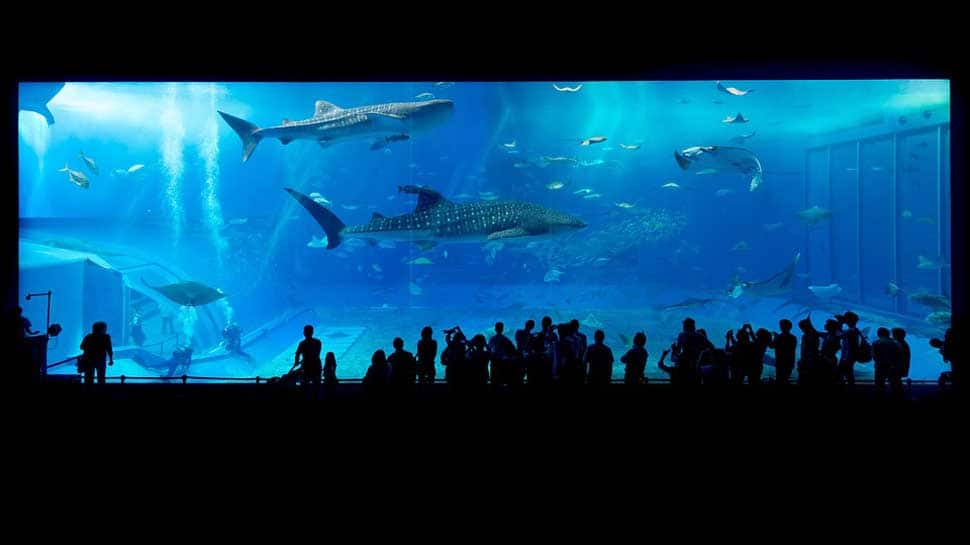  World&#039;s highest aquarium starts trial operation in China&#039;s Qinghai