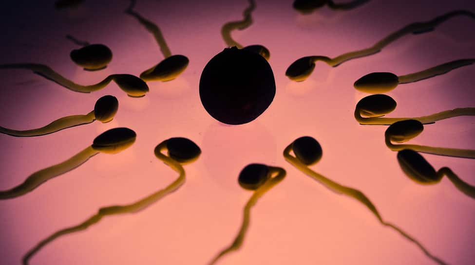 &#039;Secret handshake&#039; detected between sperm and uterus