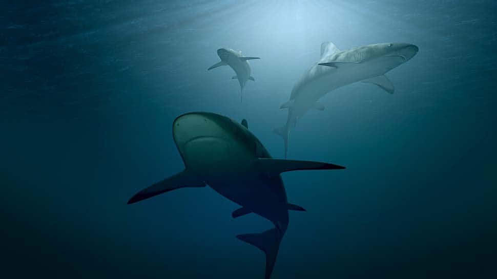 Shark hotspots facing threat from overfishing globally