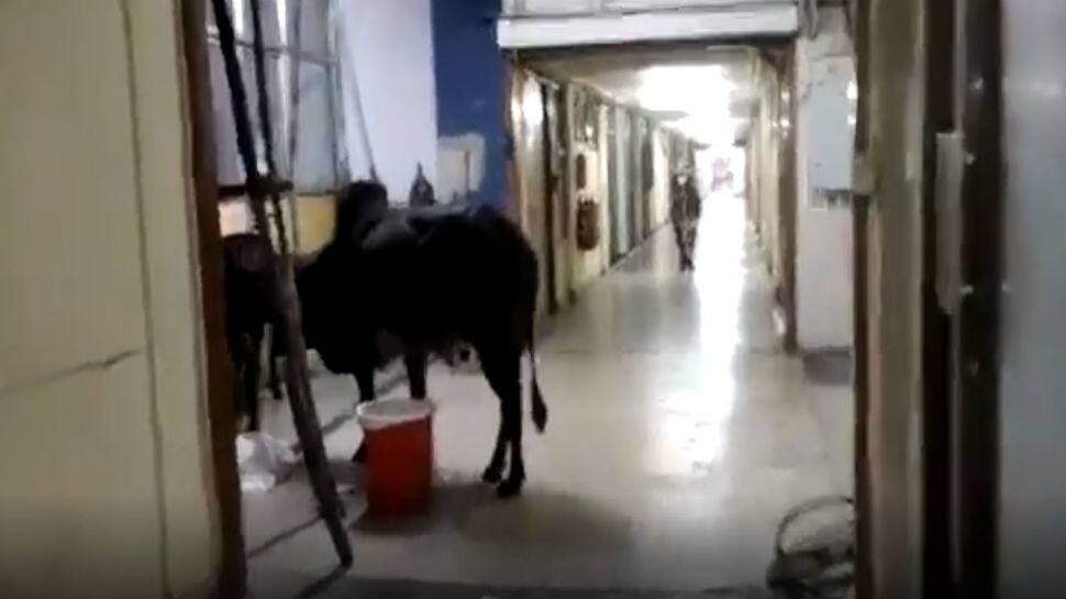 IIT Bombay has a cattle problem, guards may be stationed to keep animals away