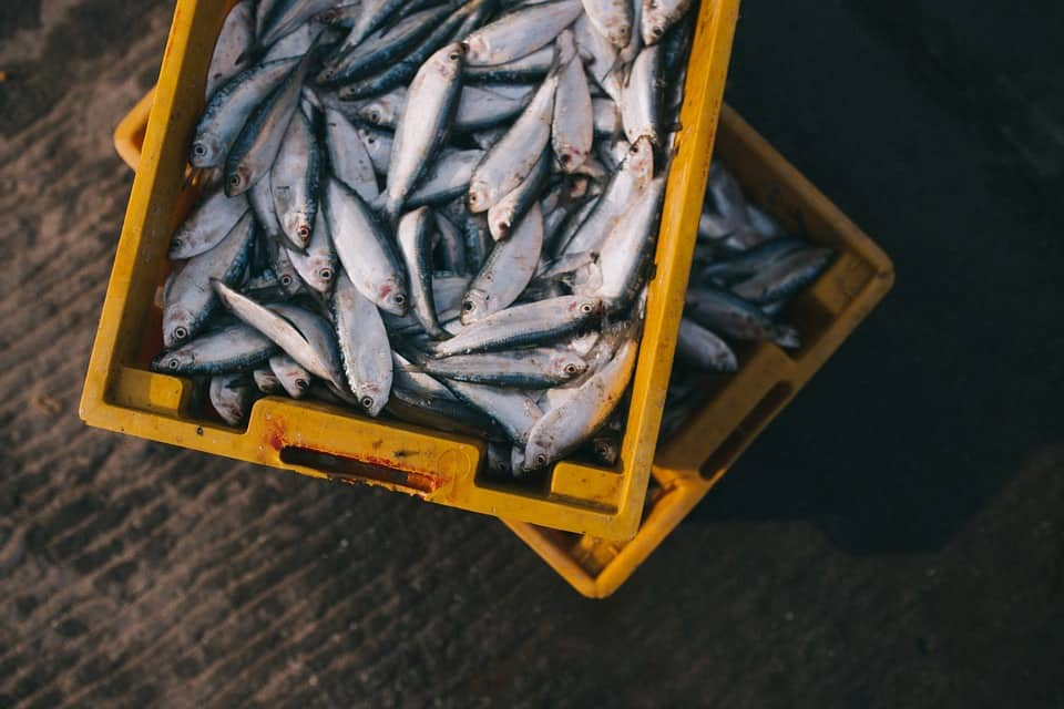 No link between formalin-laced fish and cancer: Goa Minister