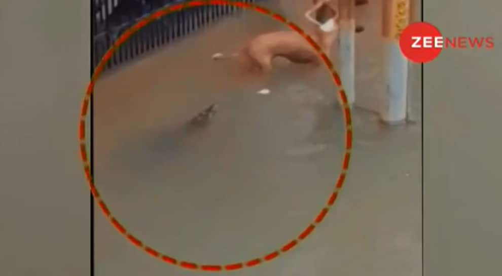 Watch: Crocodile lunges at dogs in flood-hit Vadodara