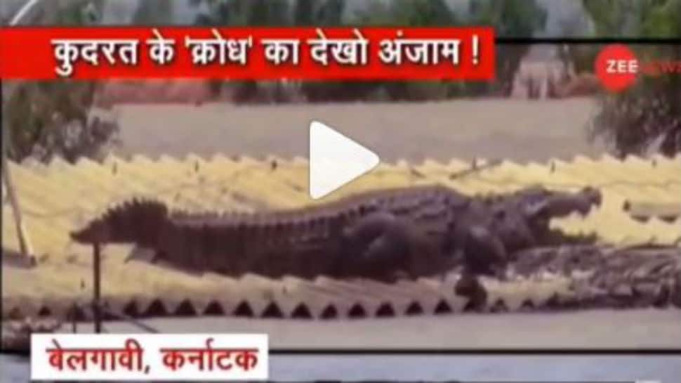 Watch: Crocodile parks itself on roof of house in flood-affected Belgavi