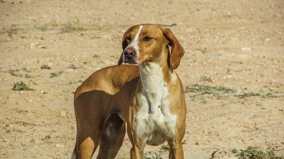 Stray dog menace disrupts Air India flight landing at Goa airport