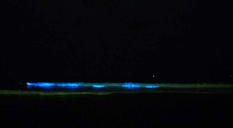 Bioluminescent algae make comeback on Chennai beaches, breathtaking visuals go viral