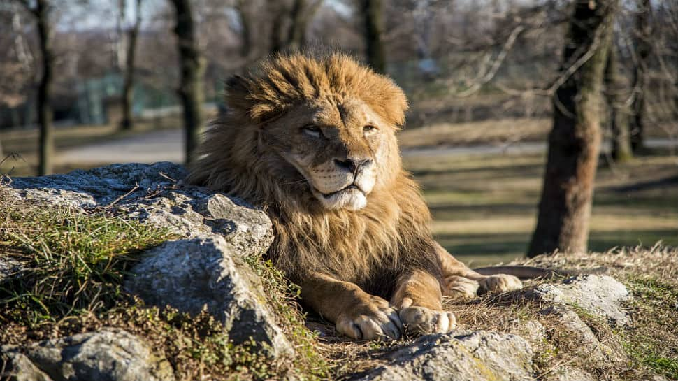 Three pet lions killed after mauling owner to death