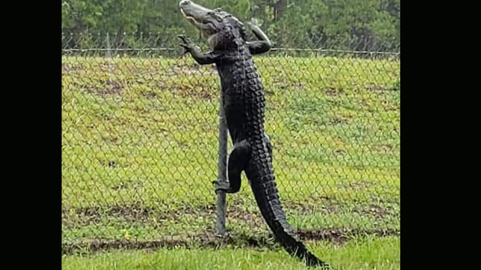 Shocking video shows alligator climbing fence at US Navy air base