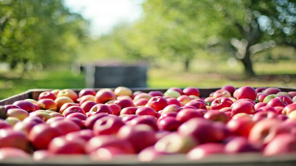 How J&amp;K&#039;s path to prosperity lies through its lush apple orchards