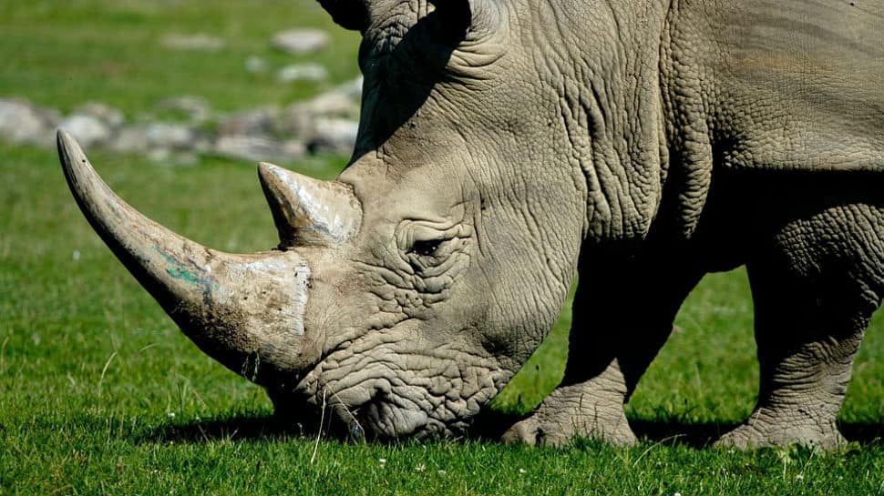 Video: When an angry rhino attacked a car at safari park in Germany 