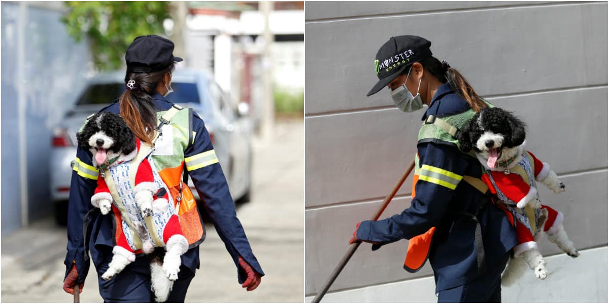 A dog&#039;s life: Bangkok street sweeper carries pet to work