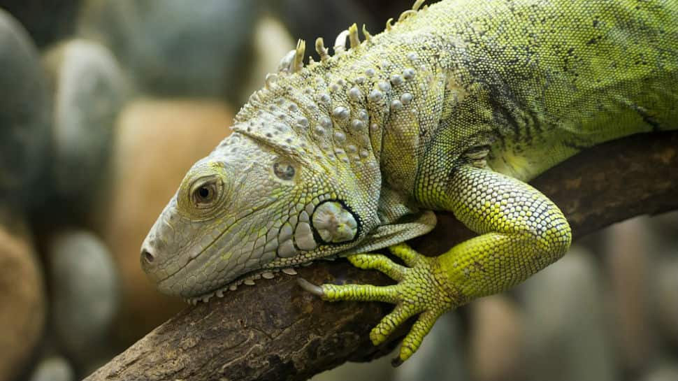 In viral video, Iguana steals spotlight by &#039;working out&#039; on airport conveyor belt in Florida