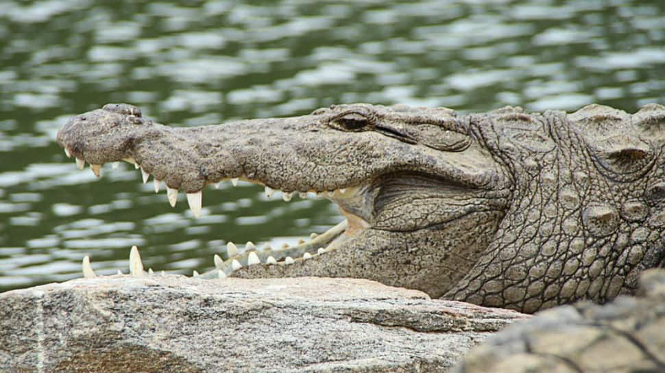 Watch: Crocodile leaps from water, snatches fish from angler&#039;s line in Australia