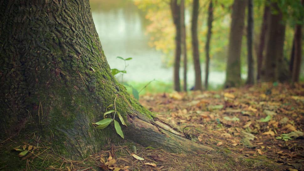 Imphal man quits job, dedicates 18 years to plant 300-acre forest