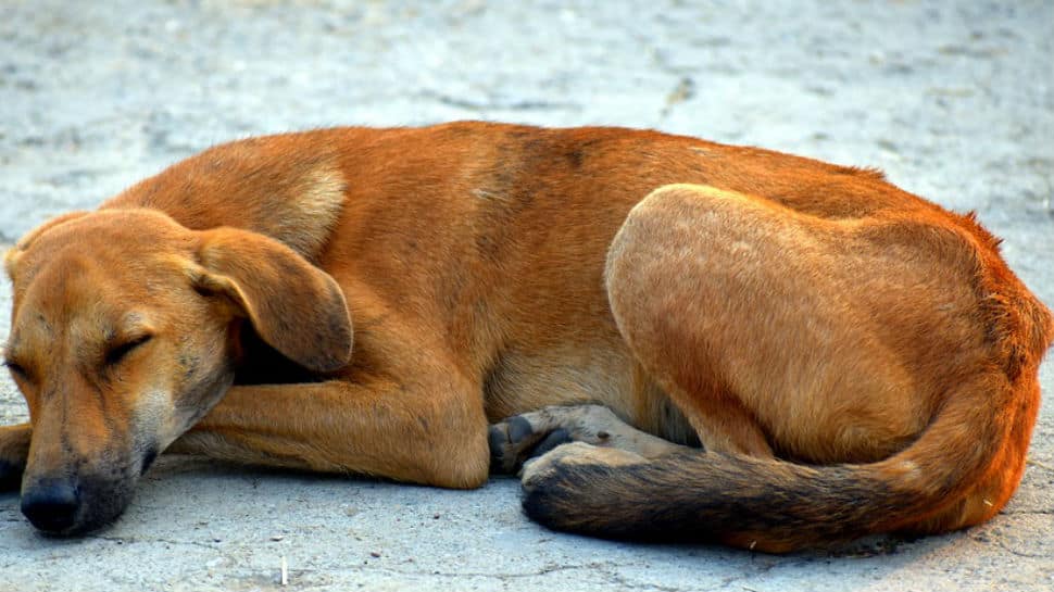 Viral: &#039;Clever&#039; dog fakes leg injury to get food, attention from people - Watch 