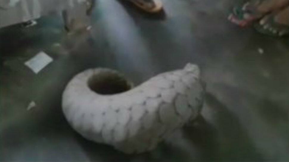 Indian pangolin rescued from house in Odisha&#039;s Cuttack