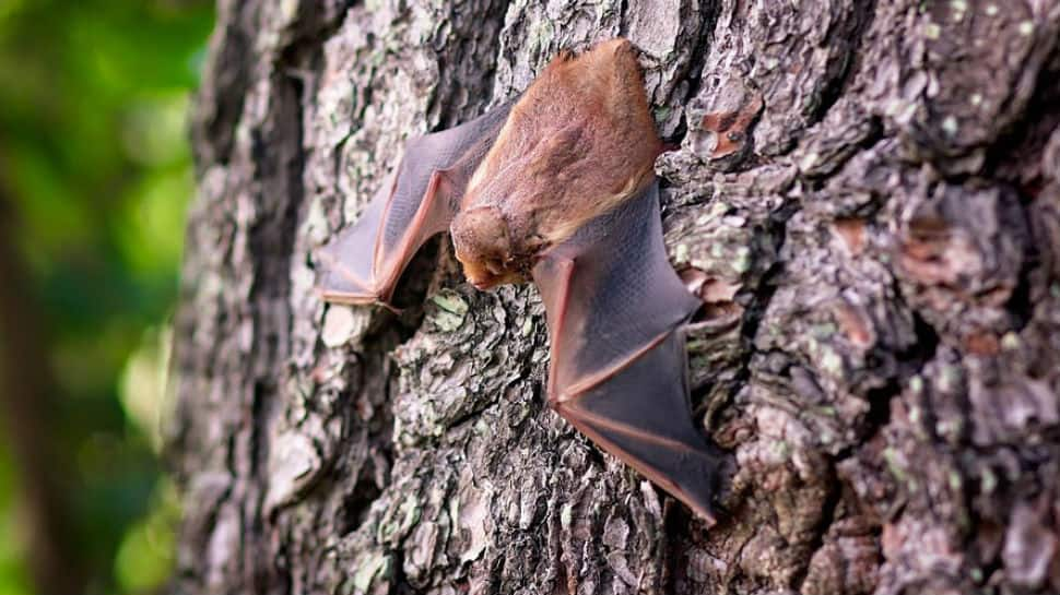 Know why rare bats in Cuba get &#039;manicures&#039; from scientists