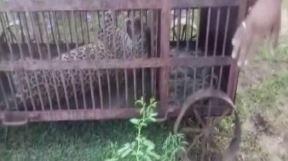 Leopard rescued from residential area in Rajasthan