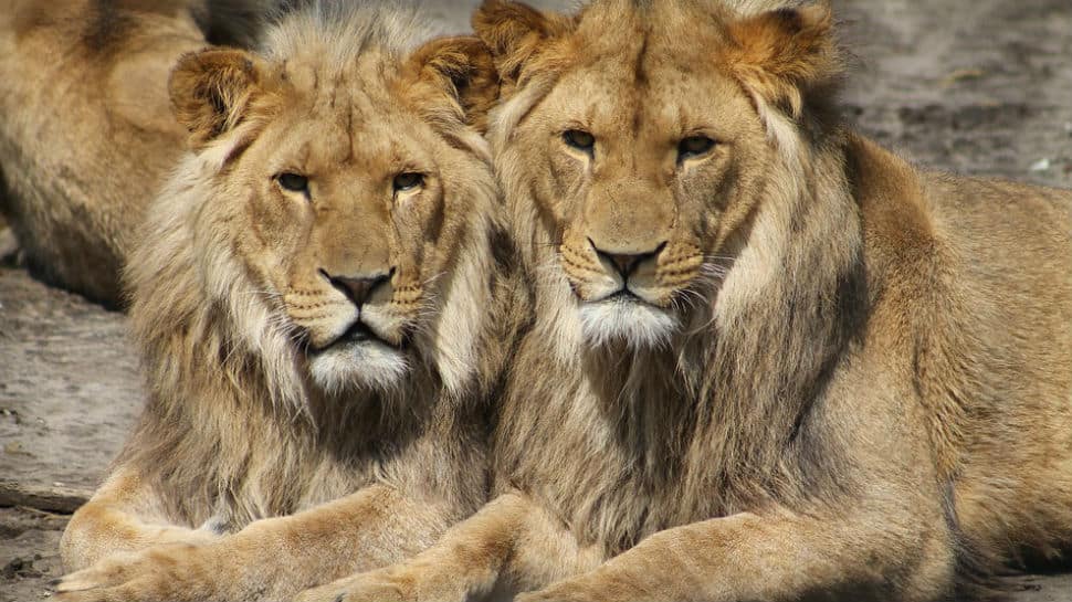 Watch: 5 lions fight to eat a buffalo and then, this happened