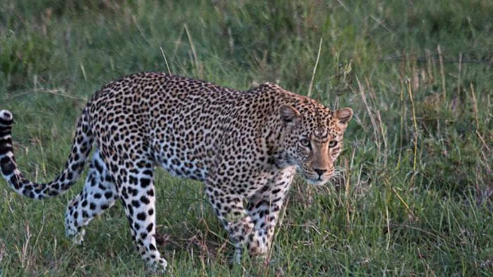 Madhya Pradesh: Leopard captured by forest officials in Junapani village