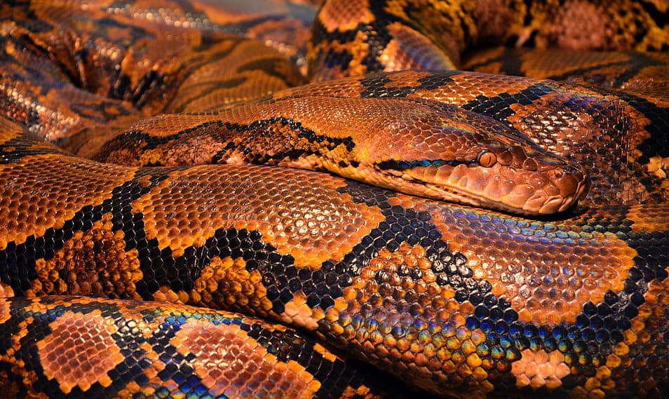 Watch: &#039;Greedy&#039; python vomits out 40 kg goat after swallowing it whole