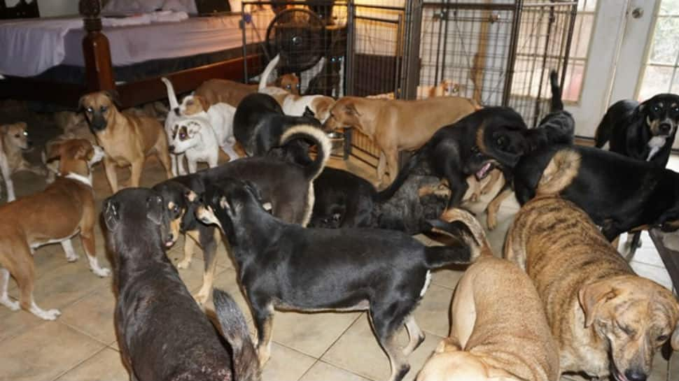 The internet lauds Bahamas woman for bringing 97 dogs home to protect them from Hurricane Dorian