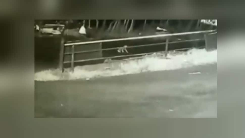 Watch: Toddler falls off from moving car in Kerala forest, crawls to checkpost 