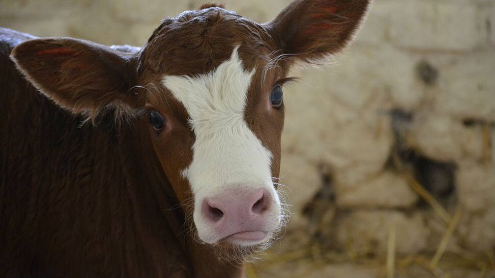 Salta, Argentina - April 4, 2015 - Cowboys Gouchos Mark Newborn Calves with  Specific Cuts in Their Ears, Prior To the Annual Editorial Photo - Image of  beef, calf: 155404801