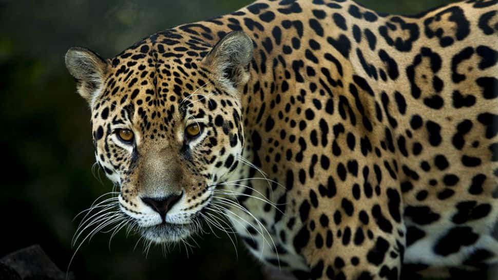 Jaguar pounces on caiman in river, kills it after brief battle - Watch  viral video | viral News | Zee News