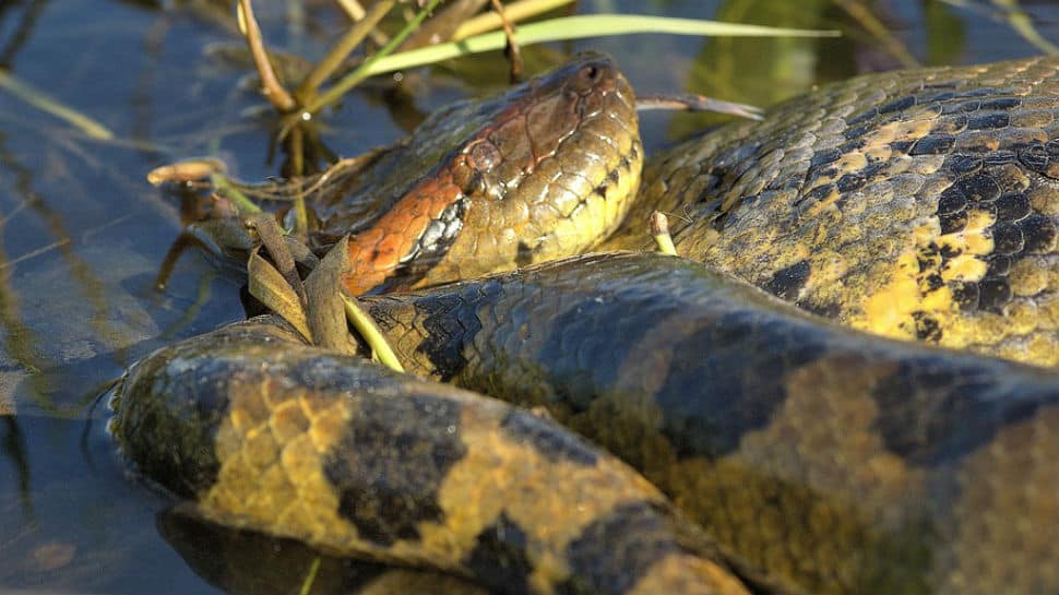 Video: Giant anaconda takes on caiman in Brazil, here's what happens next |  viral News | Zee News