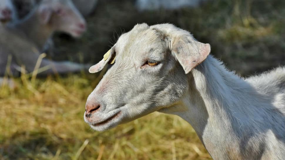 Bizarre! Two goats &#039;arrested&#039; in Telangana for grazing on saplings planted by NGO