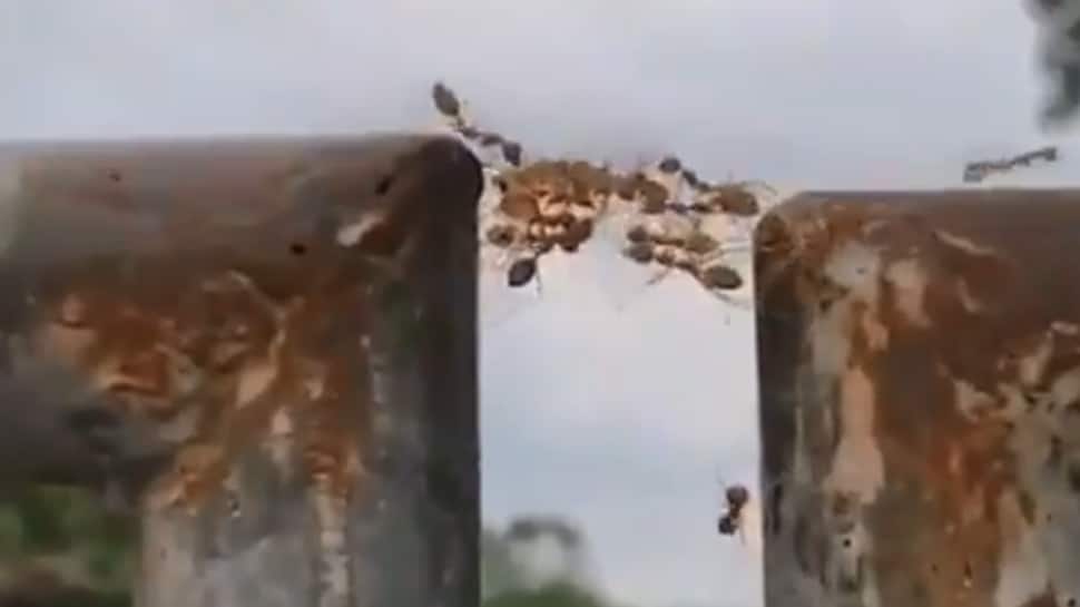 We &#039;ant&#039; falling! Ants prove true strength lies in unity in this viral video—Watch