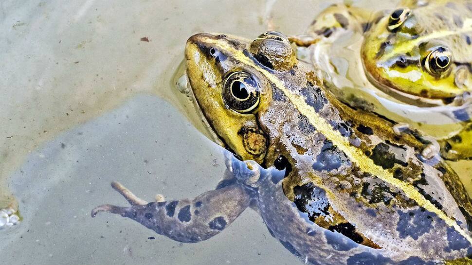 Bizarre! Frogs, once married to please rain God, &#039;divorced&#039; to end heavy downpour in Madhya Pradesh