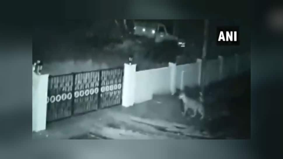 On Camera: Leopard enters house in Karnataka&#039;s Shivamogga, takes away pet dog