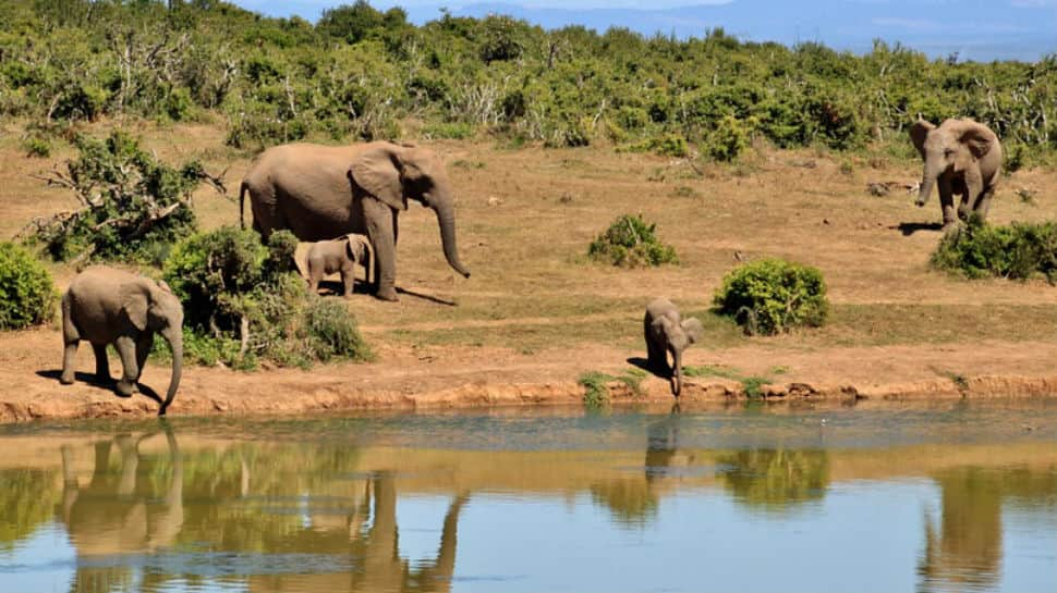 Concerned baby elephant rushes to river to rescue man. Watch viral video