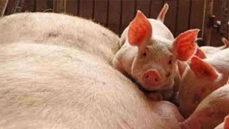 Thailand culls 200 pigs amid heightened fears over African swine fever