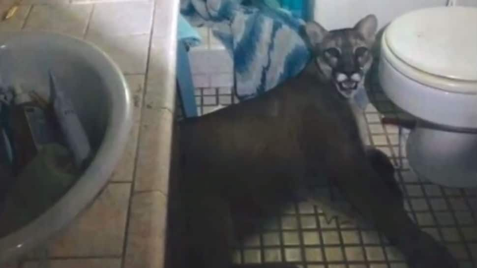 Watch: Mountain lion breaks into California home, leaps from second floor to escape