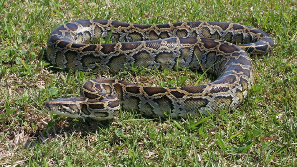 Watch: Kid playing with enormous python goes viral - EastMojo