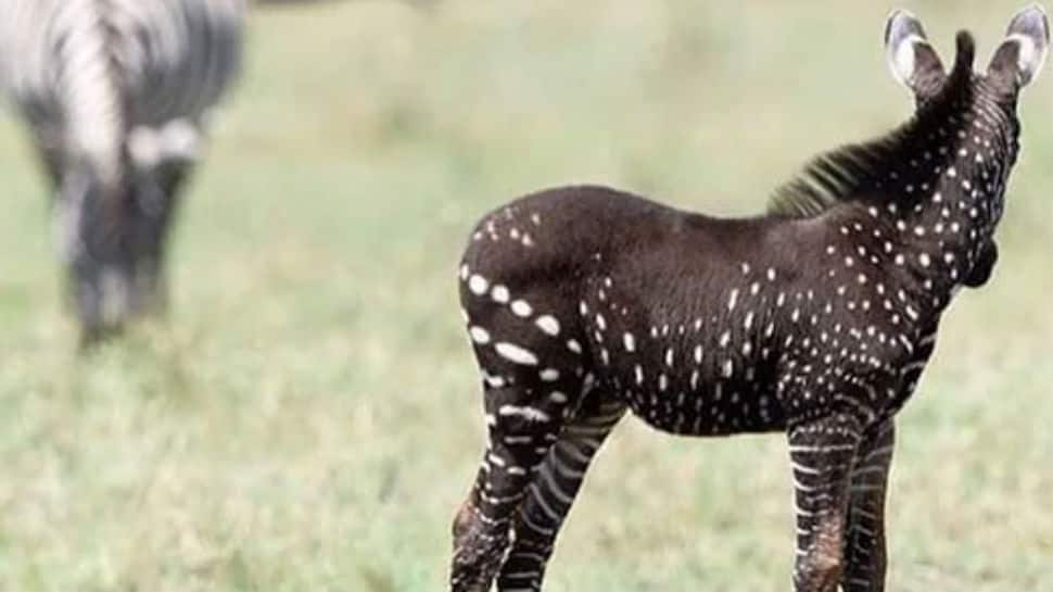 Rare polka-dotted zebra spotted in Kenyan wildlife reserve. Pics take over social media