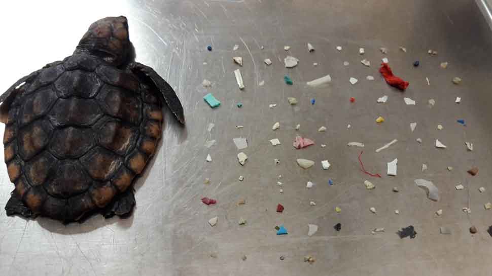 Baby turtle dies after eating 104 pieces of plastic in south Florida