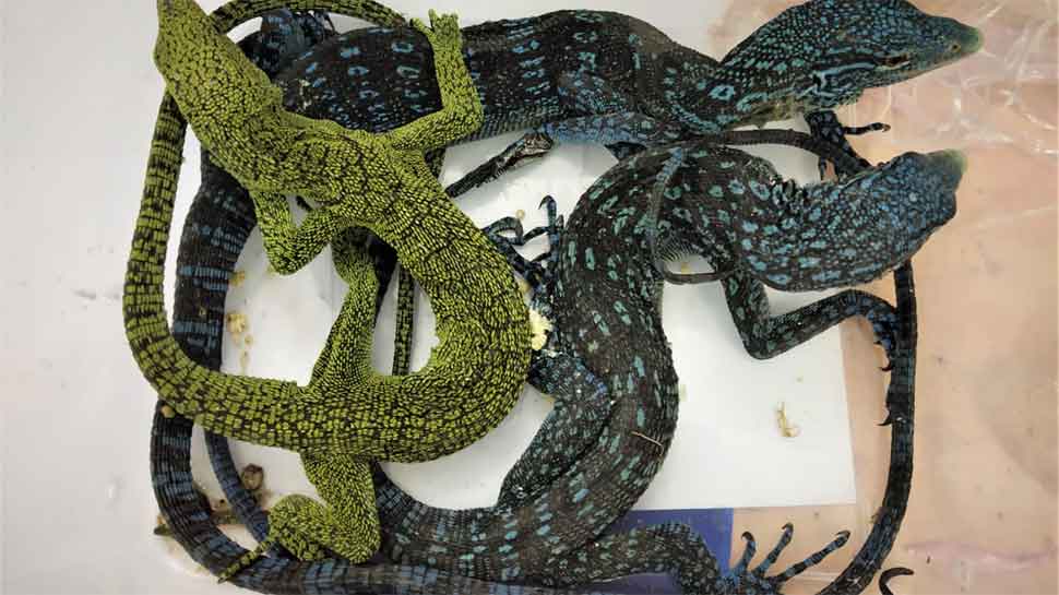 Pythons, monitor lizards hidden in check-in baggage seized at Chennai ...