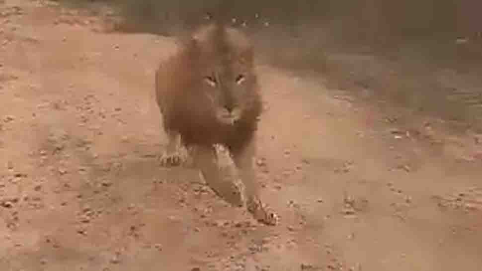 Video shows lion chasing tourists on safari in Karnataka&#039;s Bellary - Watch